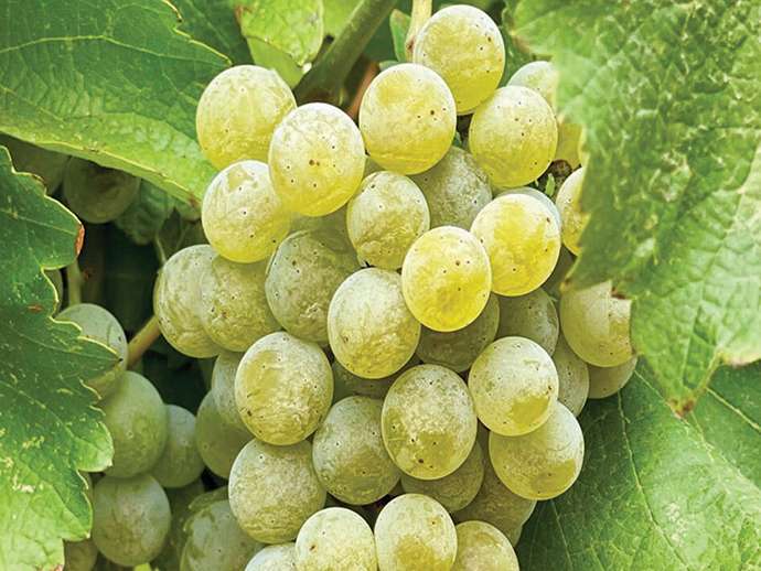 Sauvignon Blanc